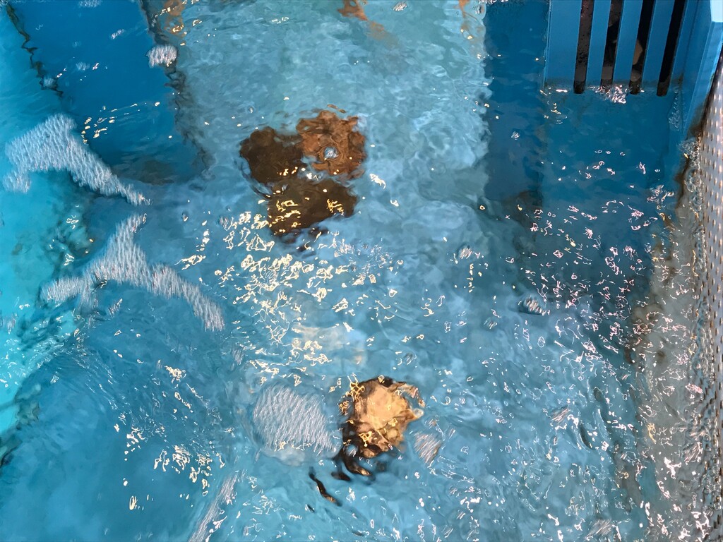 鳴門市 蕎麦と活魚の店 なるみ丸 徳島 おいしい 楽しい
