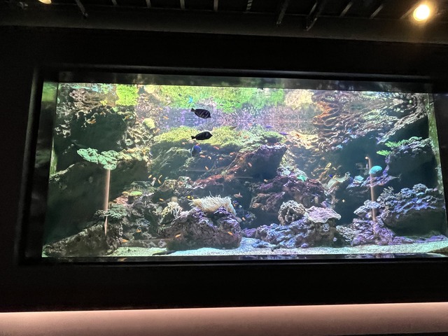 ❶-3サンゴ礁の景サンゴを彩る魚たち1