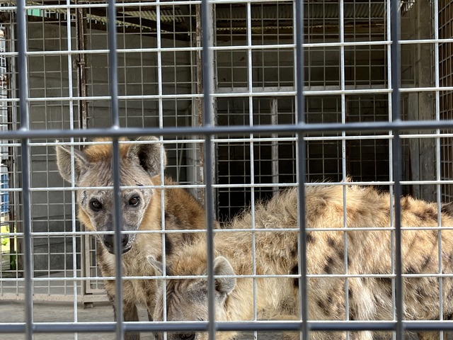 ❾ハイエナ1-1-2