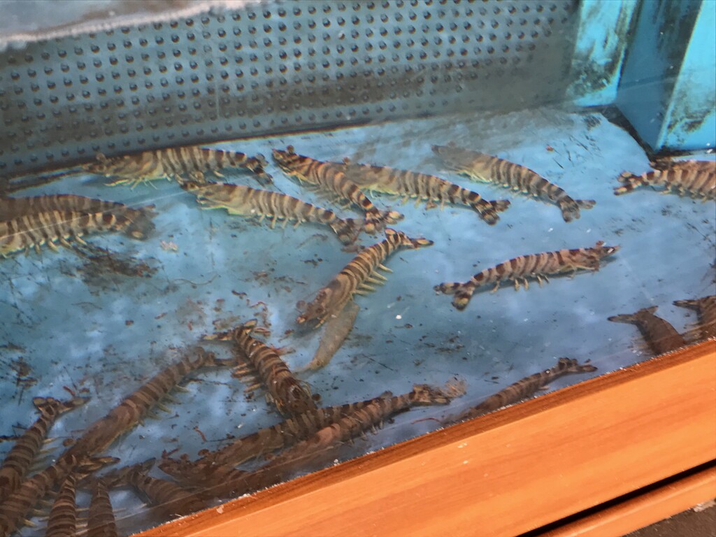 鳴門市 蕎麦と活魚の店 なるみ丸 徳島 おいしい 楽しい