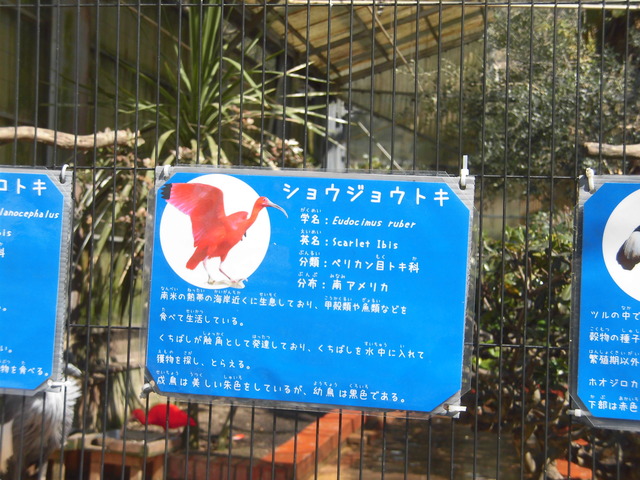 ショウジュトキsetumei