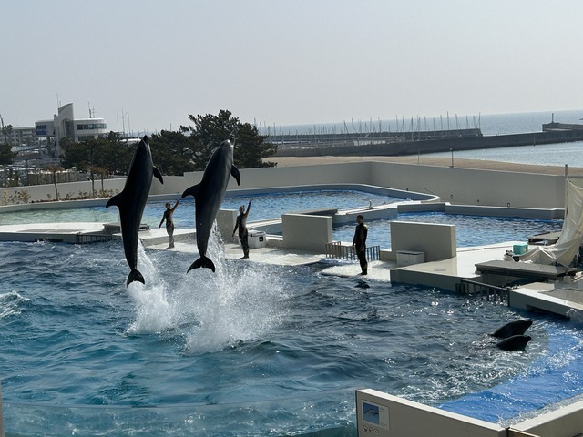 イルカショー