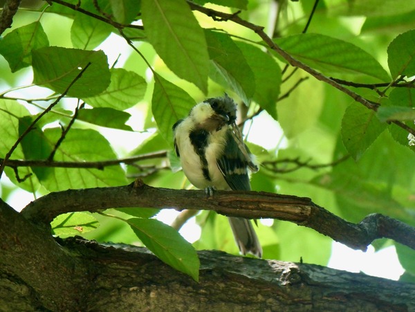 P1910505