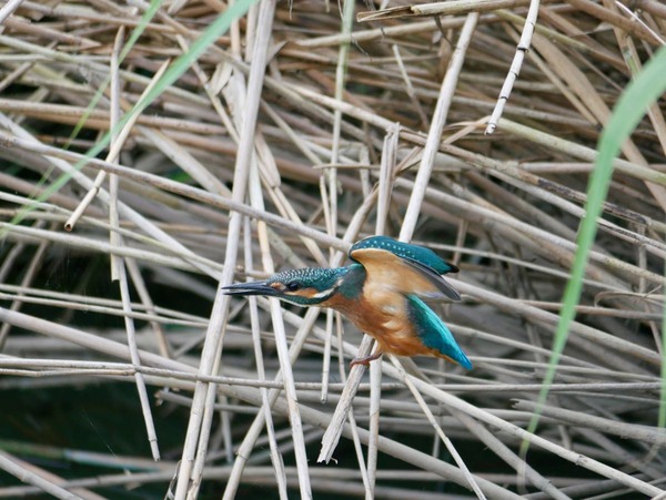 P1360669