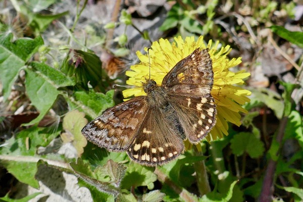 P1020564