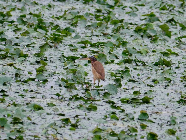 P1650679