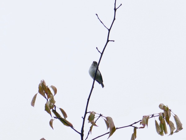 P1070317 (2)