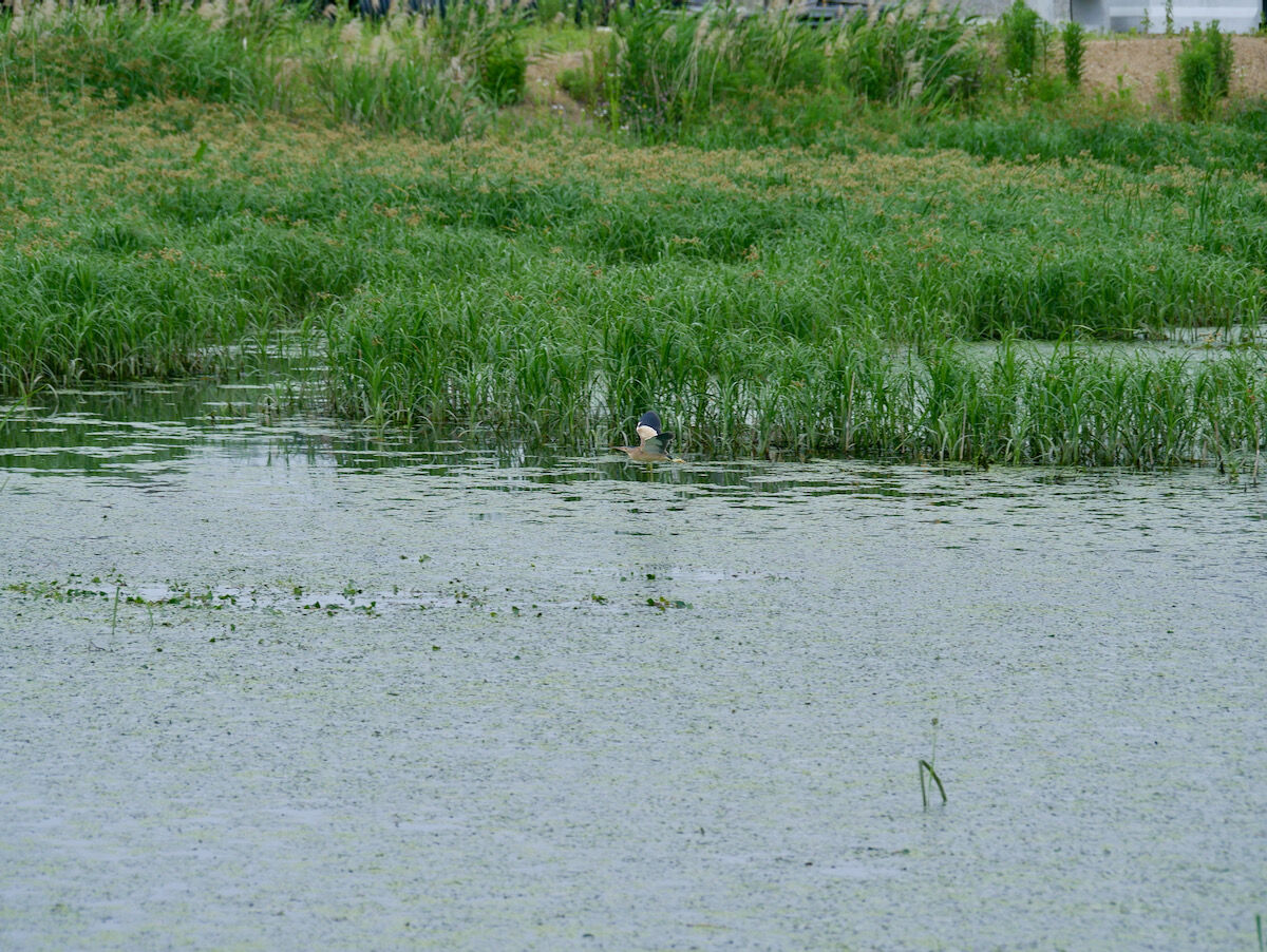 除染後の池巡り Galaxygems