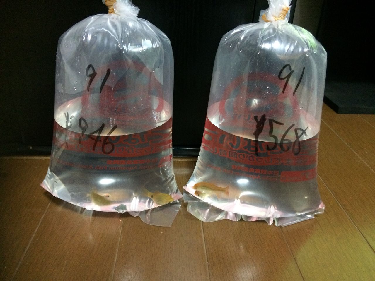 熱帯魚 ガサ好きのアクアな日々