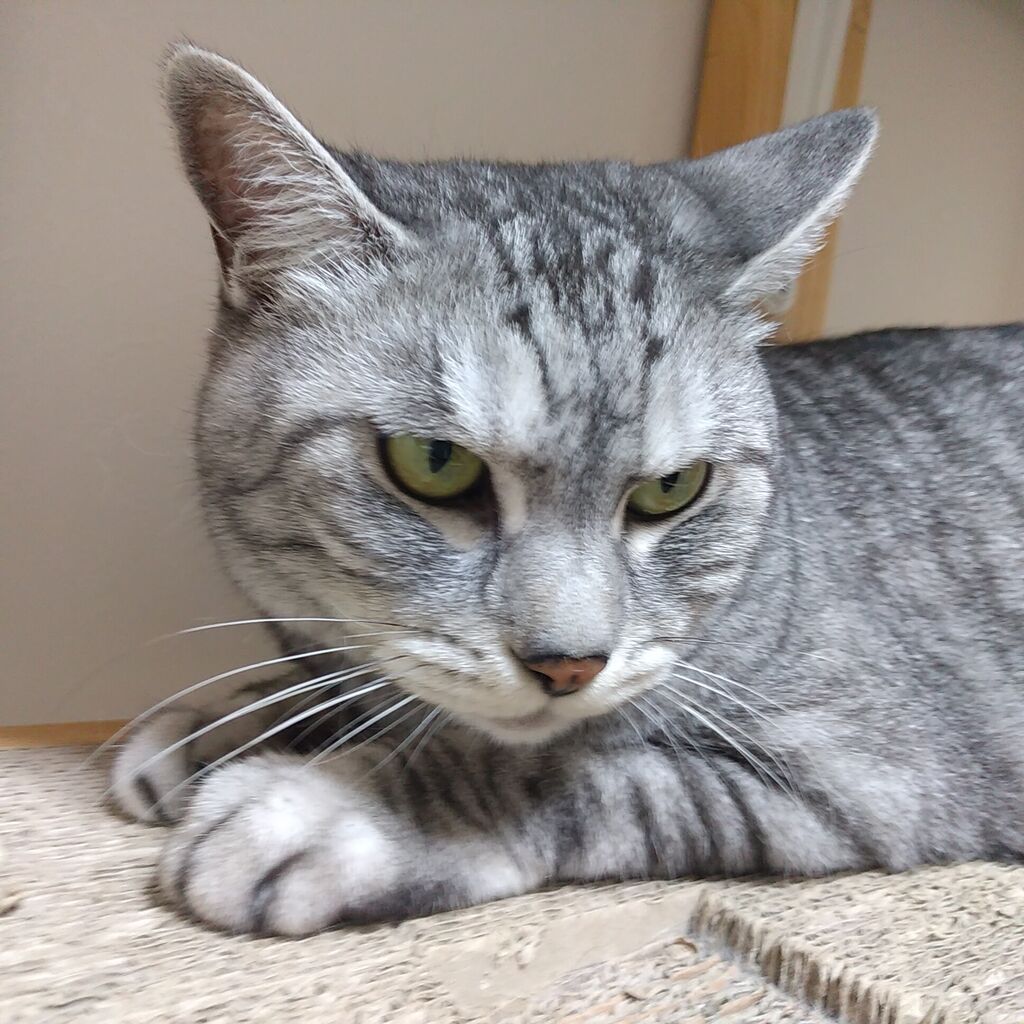 トラ猫３種 ガス風船日記