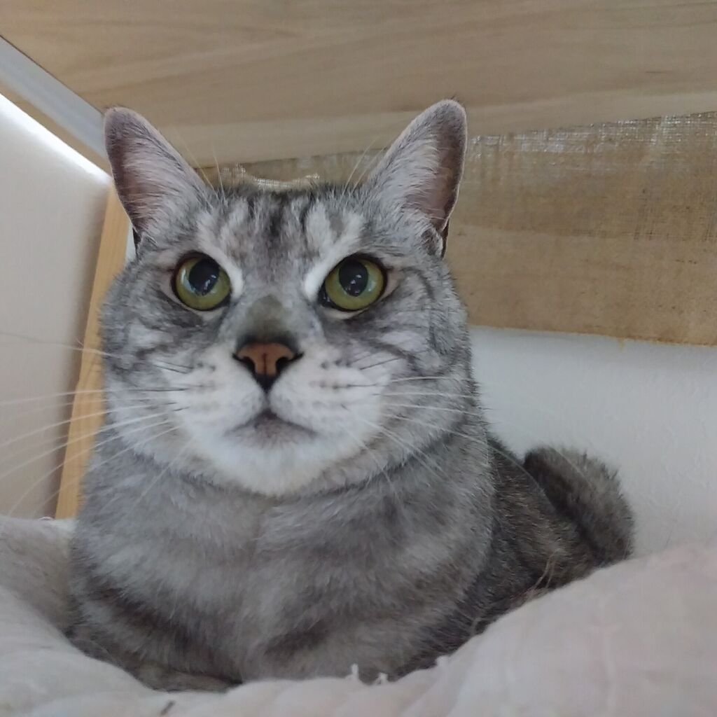 猫の幸せについて思う事 その2 ガス風船日記 猫の幸せについて思う事 その2 ガス風船日記