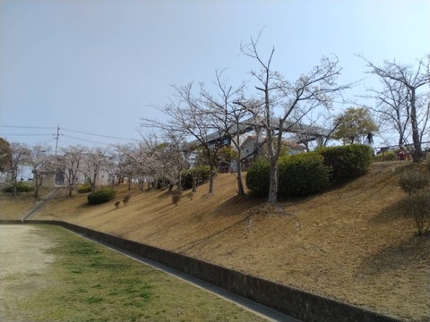 ちらほら桜