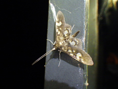 RIMG6871