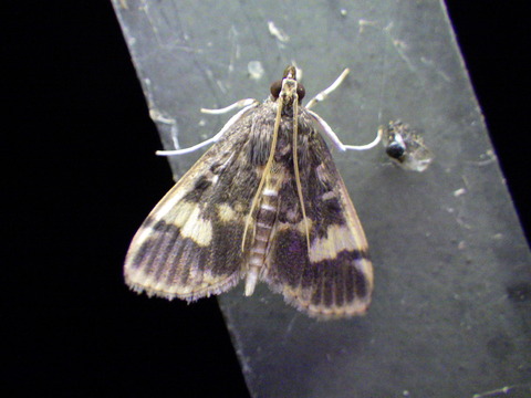 RIMG6821