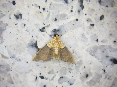 RIMG6893