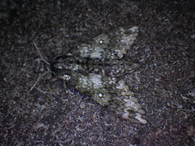 17 9 9 10 秩父街灯巡り セミ採り Gasyunの虫メモ