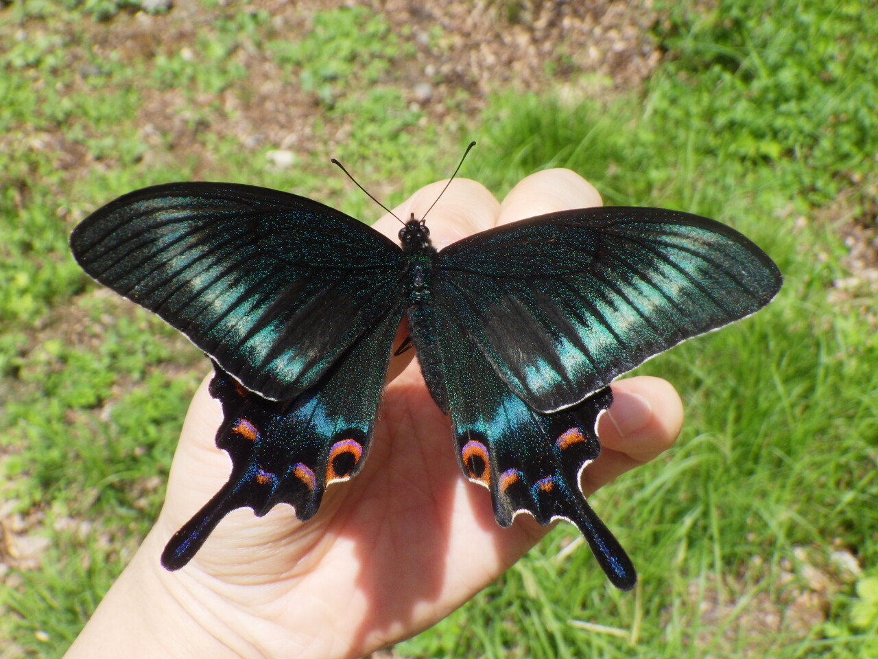 2024/5/25 栃木のミヤマカラスアゲハ : Gasyunの虫メモ！