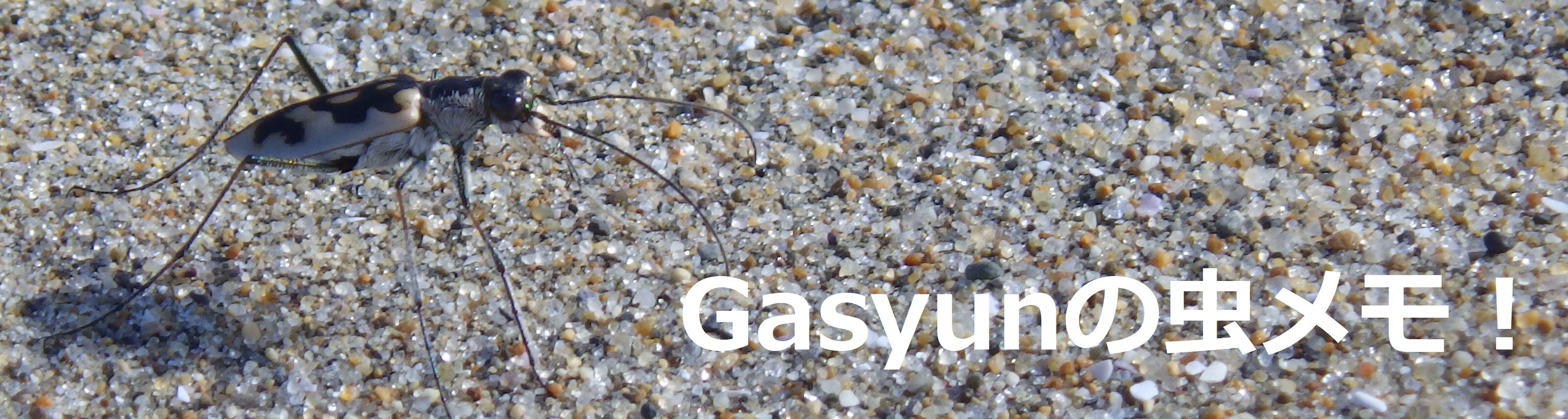 Gasyunの虫メモ