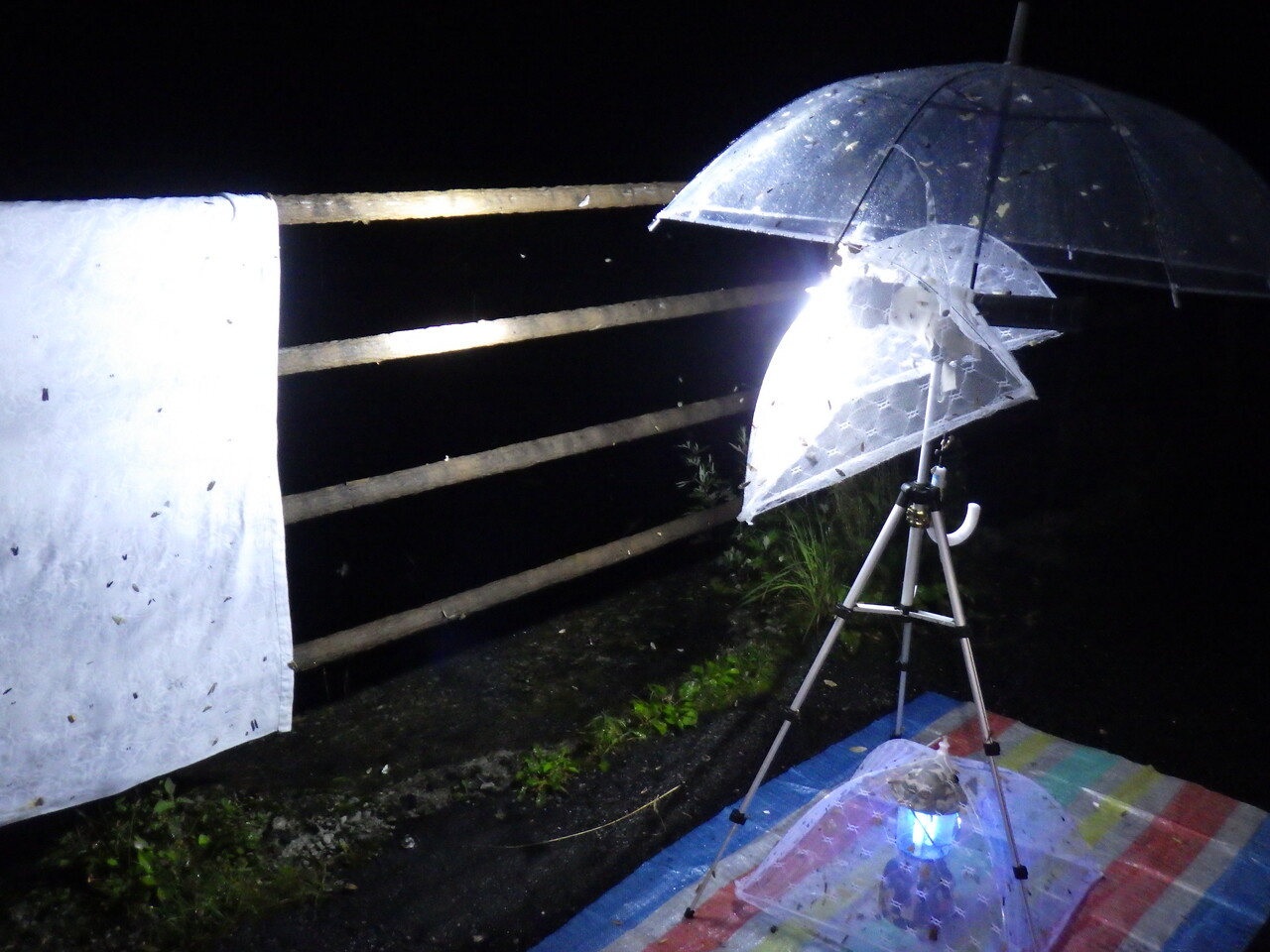 2020/7/24-25 雨中のライトトラップ : Gasyunの虫メモ！