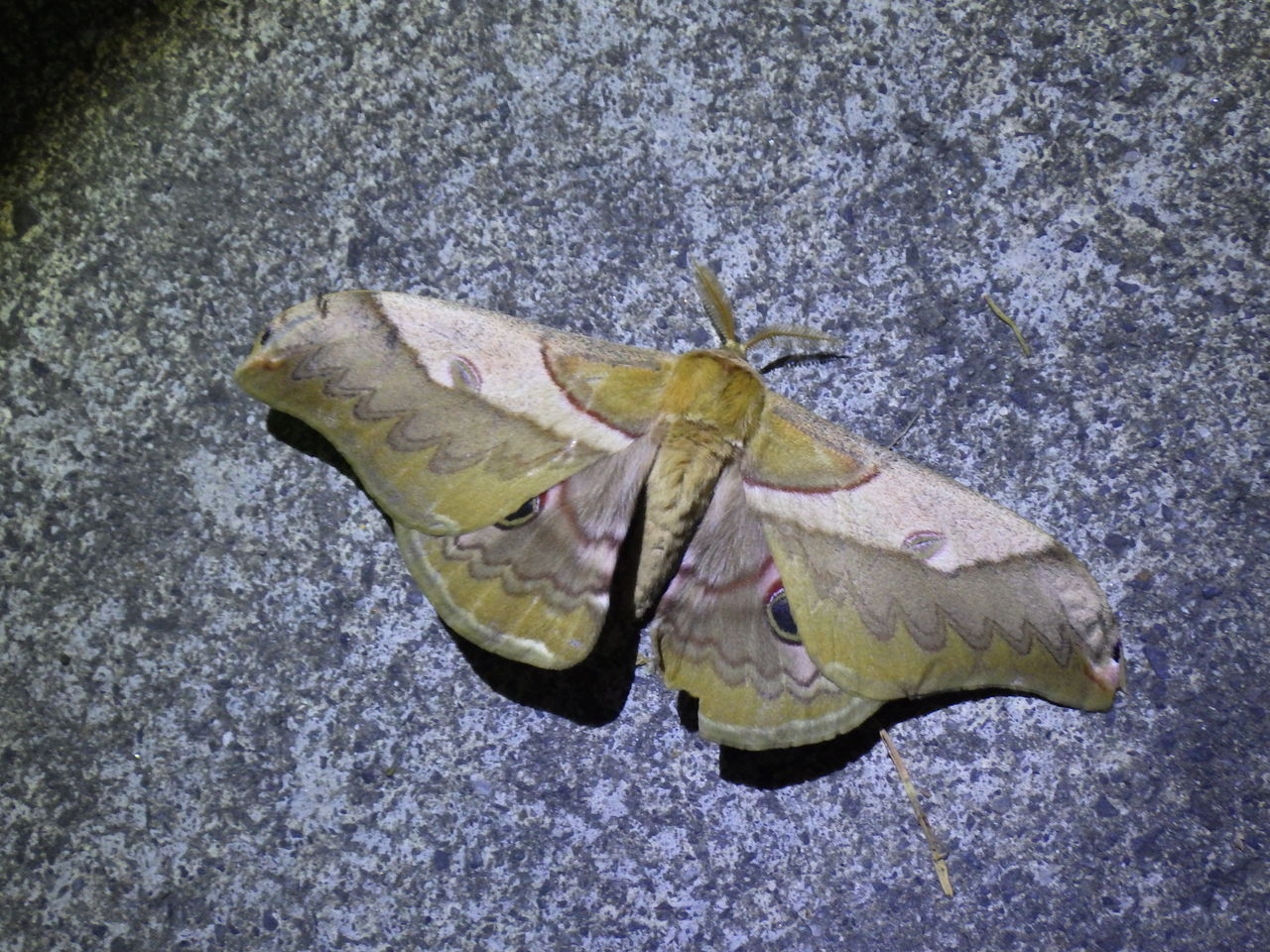 19 9 26 27 夜霧の秩父 一年越しの青紫 Gasyunの虫メモ