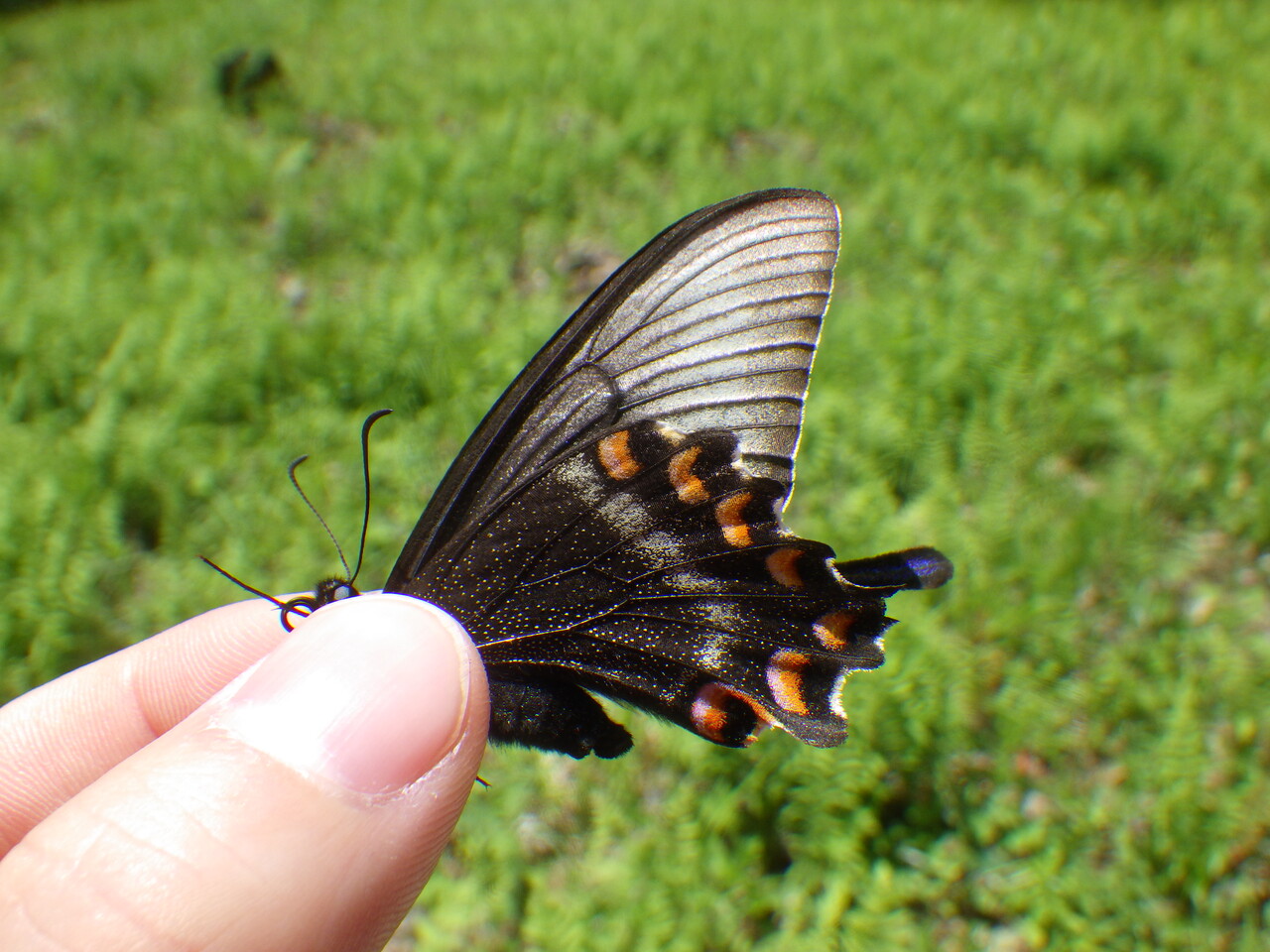 2024/5/25 栃木のミヤマカラスアゲハ : Gasyunの虫メモ！