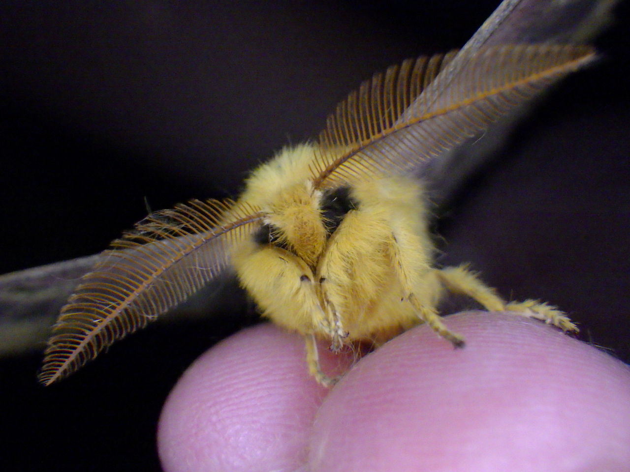17 10 8 9 11 8 秋のやままゆたち Gasyunの虫メモ