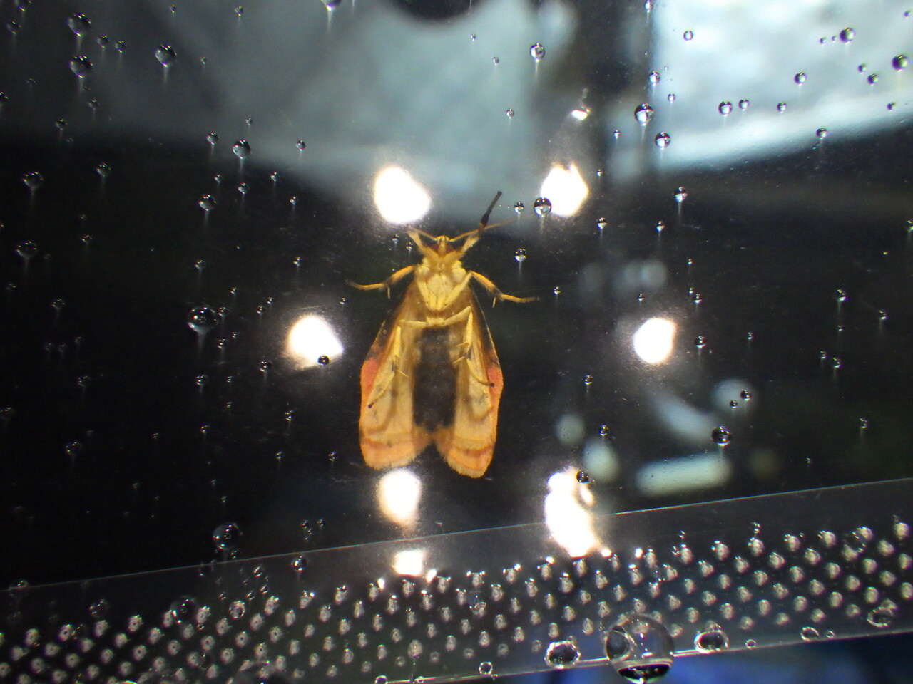 7 24 25 雨中のライトトラップ Gasyunの虫メモ