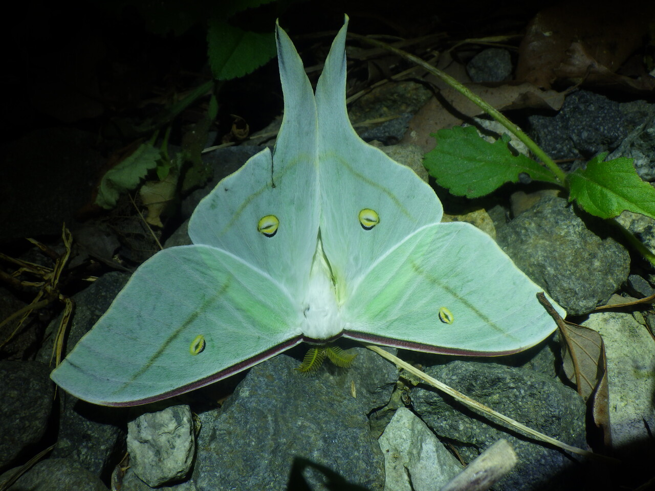 巨大】オオテングビワハゴロモ 外国産蝶標本 標本 蝶 蛾 ヤママユ