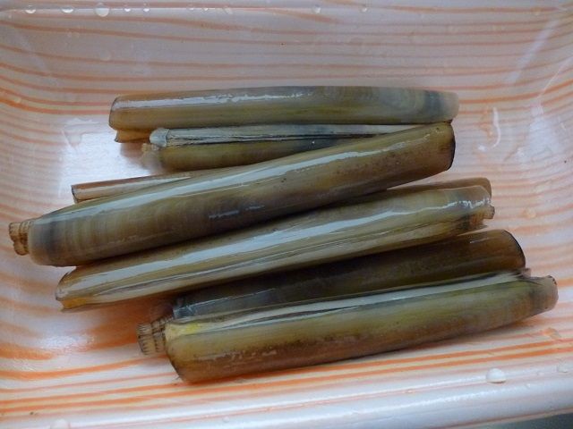 不思議な貝を食べてみた ぽしゃらぽって