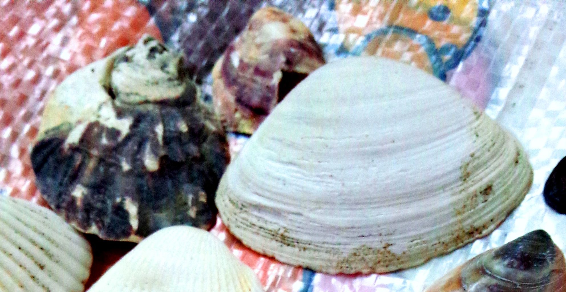 富津海岸１ カキツバタガキ ウチムラサキ 貝がら拾ったら調べよう