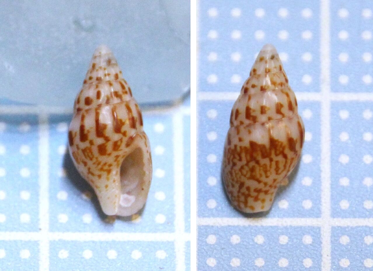 和田長浜海岸1＜フトコロガイ・ボサツガイ・マツムシ・ハナチグサ