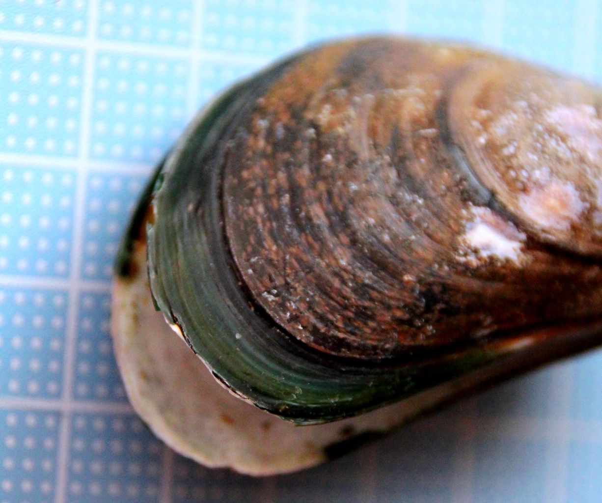 走水海岸１ ミドリイガイ ムラサキイガイ マテガイ 貝がら拾ったら調べよう