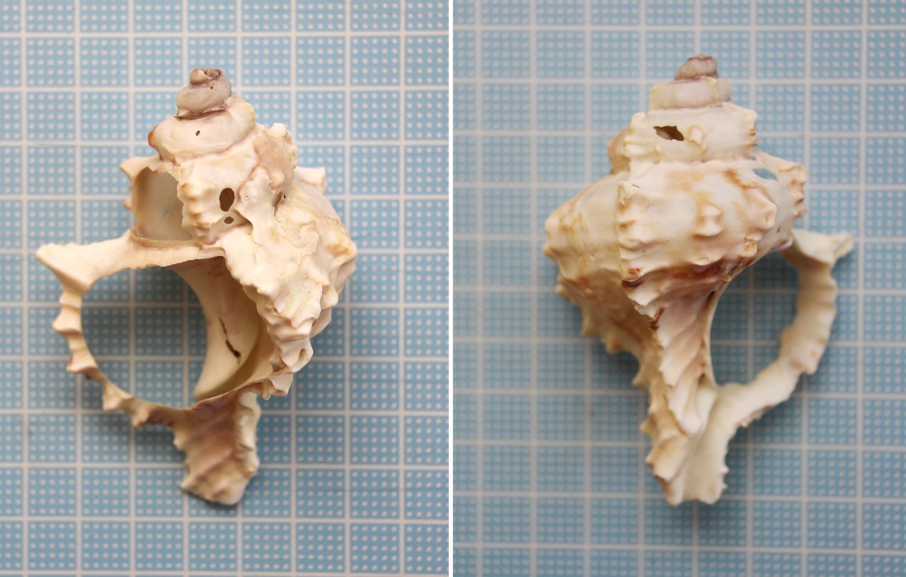 津久井浜海岸１ テングニシ テングガイ ボウシュウボラ 貝がら拾ったら調べよう