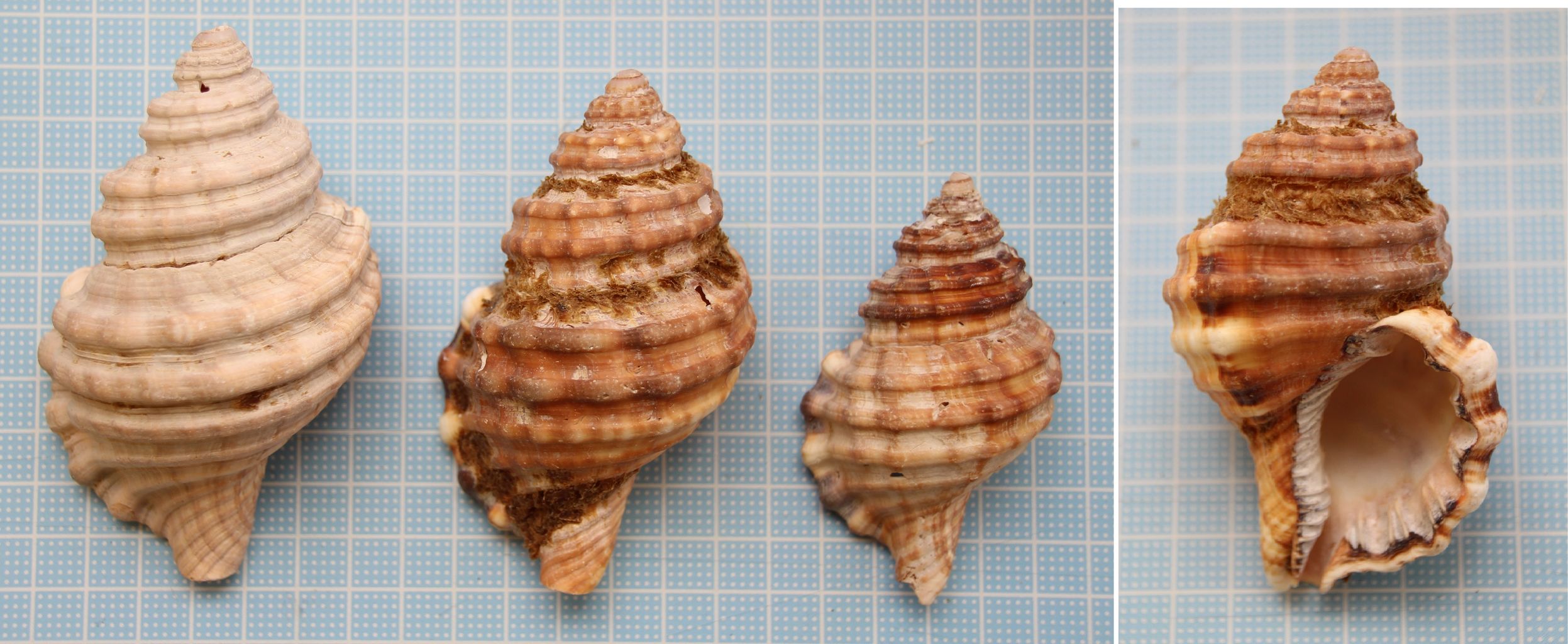 津久井浜海岸１ カコボラ ビワガイ 貝がら拾ったら調べよう