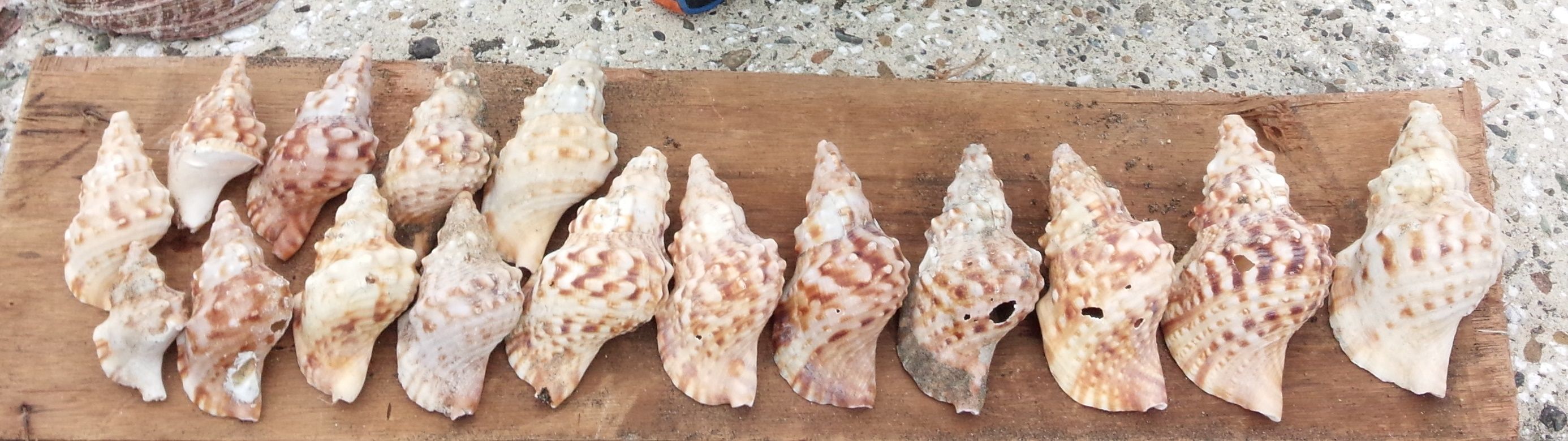 津久井浜海岸１ テングニシ テングガイ ボウシュウボラ 貝がら拾ったら調べよう