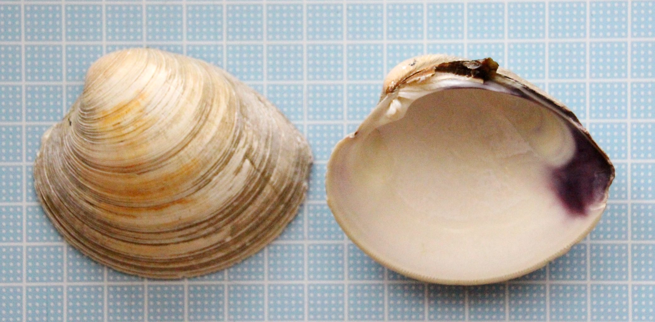 城南島海浜公園 ホンビノスガイ 貝がら拾ったら調べよう