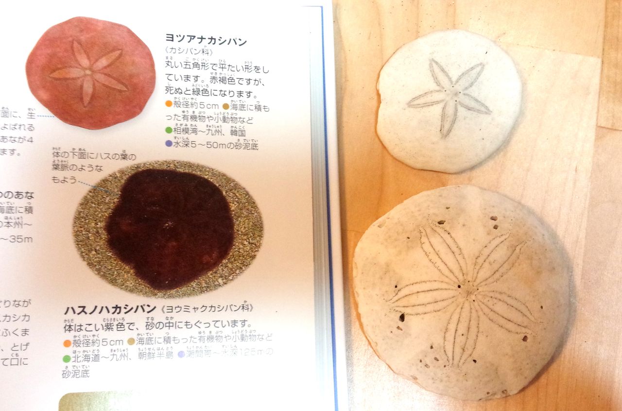 沖ノ島公園1＜コメツブウニ・ヨツアナカシパン・ミナミヨツアナ