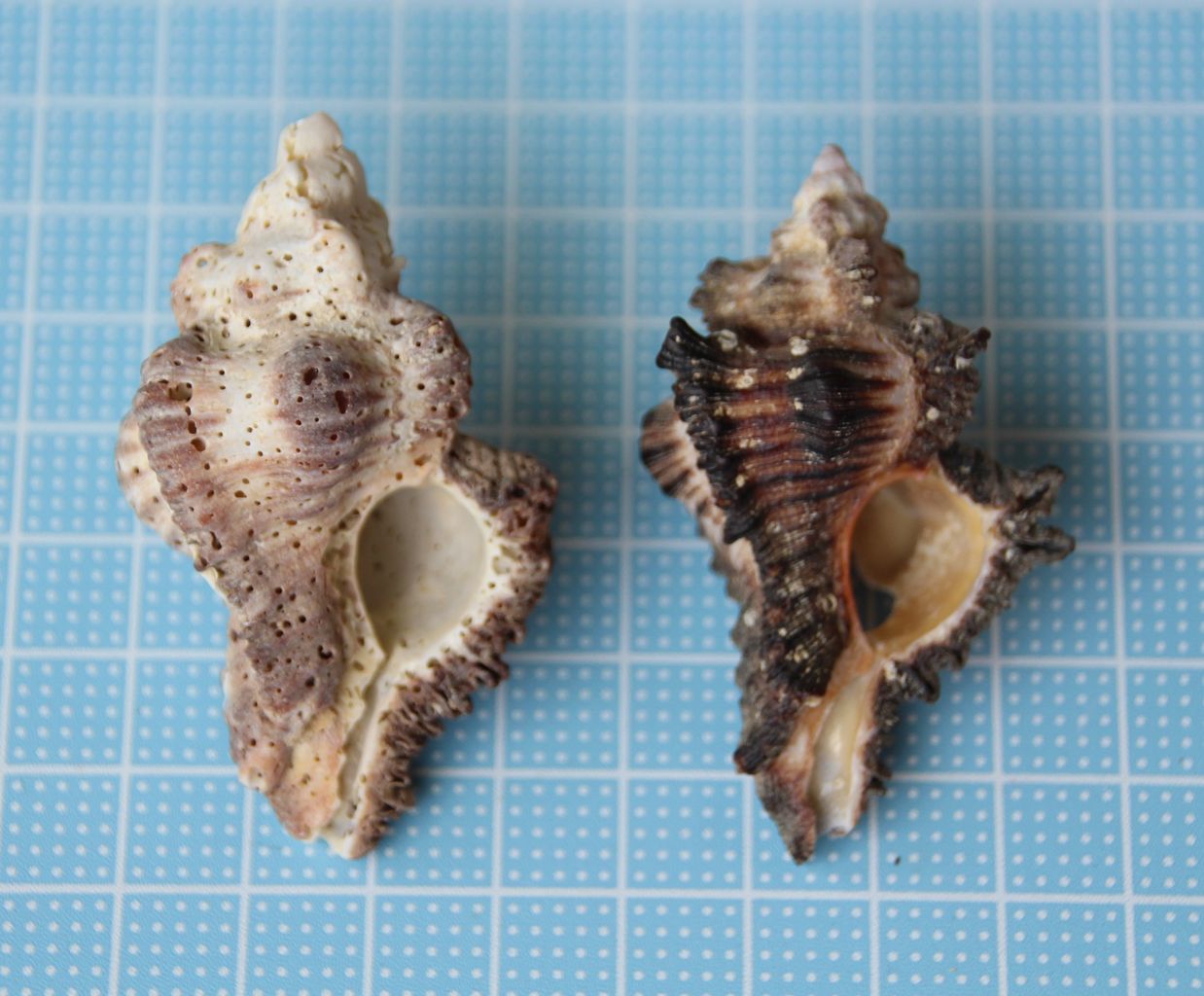 北名城ビーチ１ ガンゼキボラ オキニシ トウガタカニモリ 貝がら拾ったら調べよう