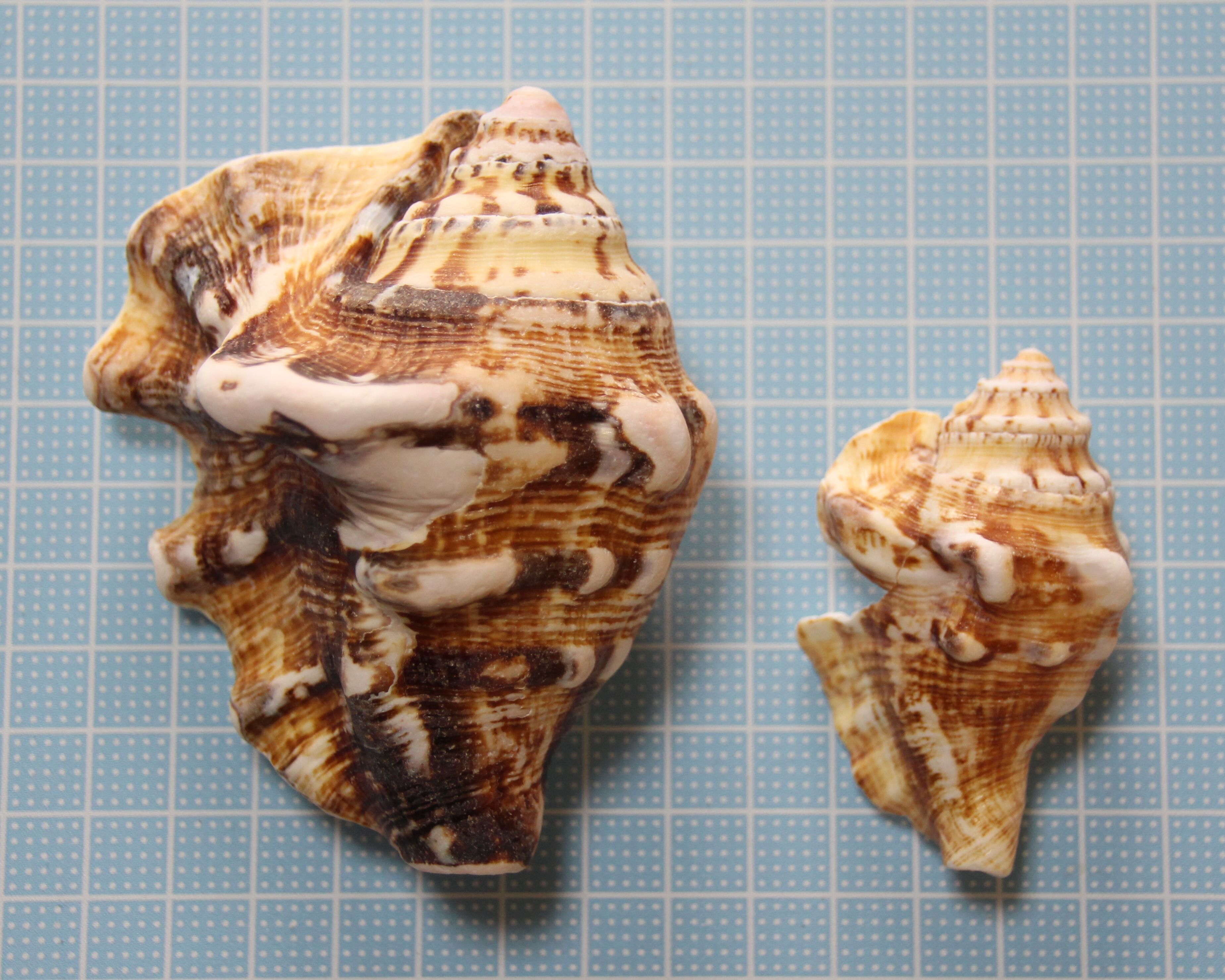 ひみつのビーチ1＜クモガイの亜成貝・ホソスジテツボラ・オトヒメ