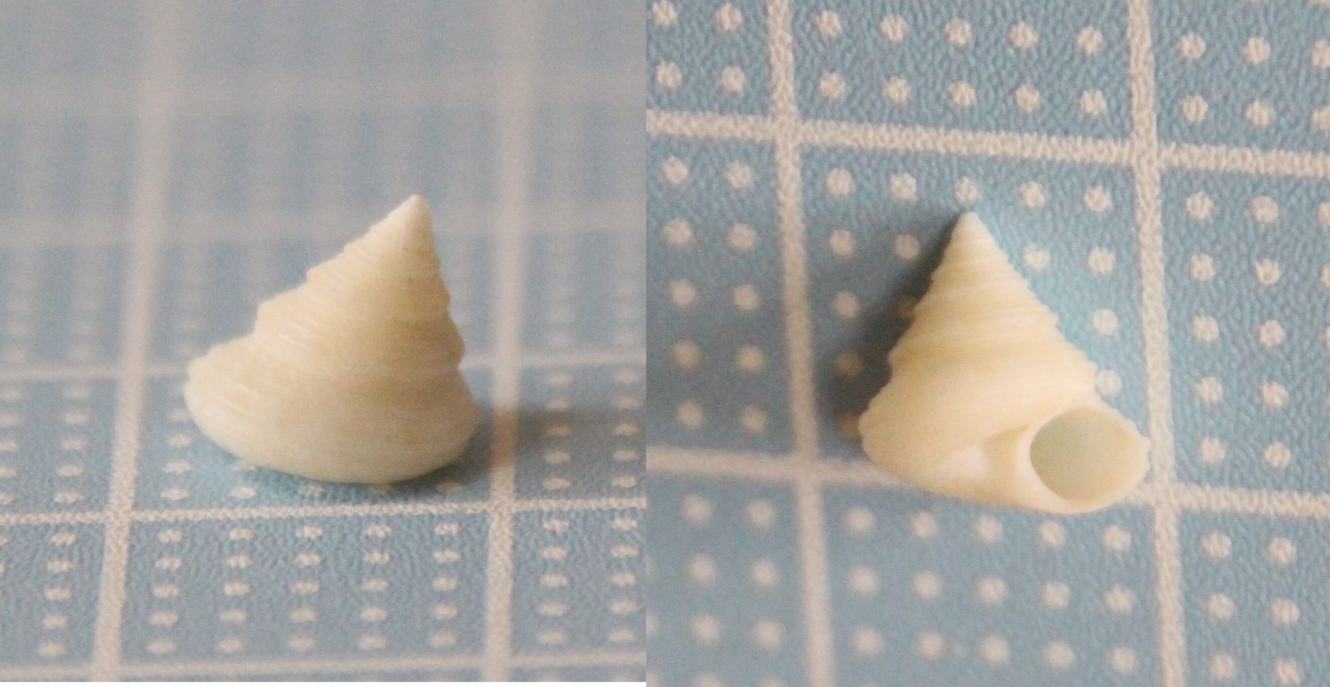 美々ビーチ８ ハツカエビス ヒメエビス オドリコセンジュの幼貝 トウダカクチキレウキガイ 貝がら拾ったら調べよう