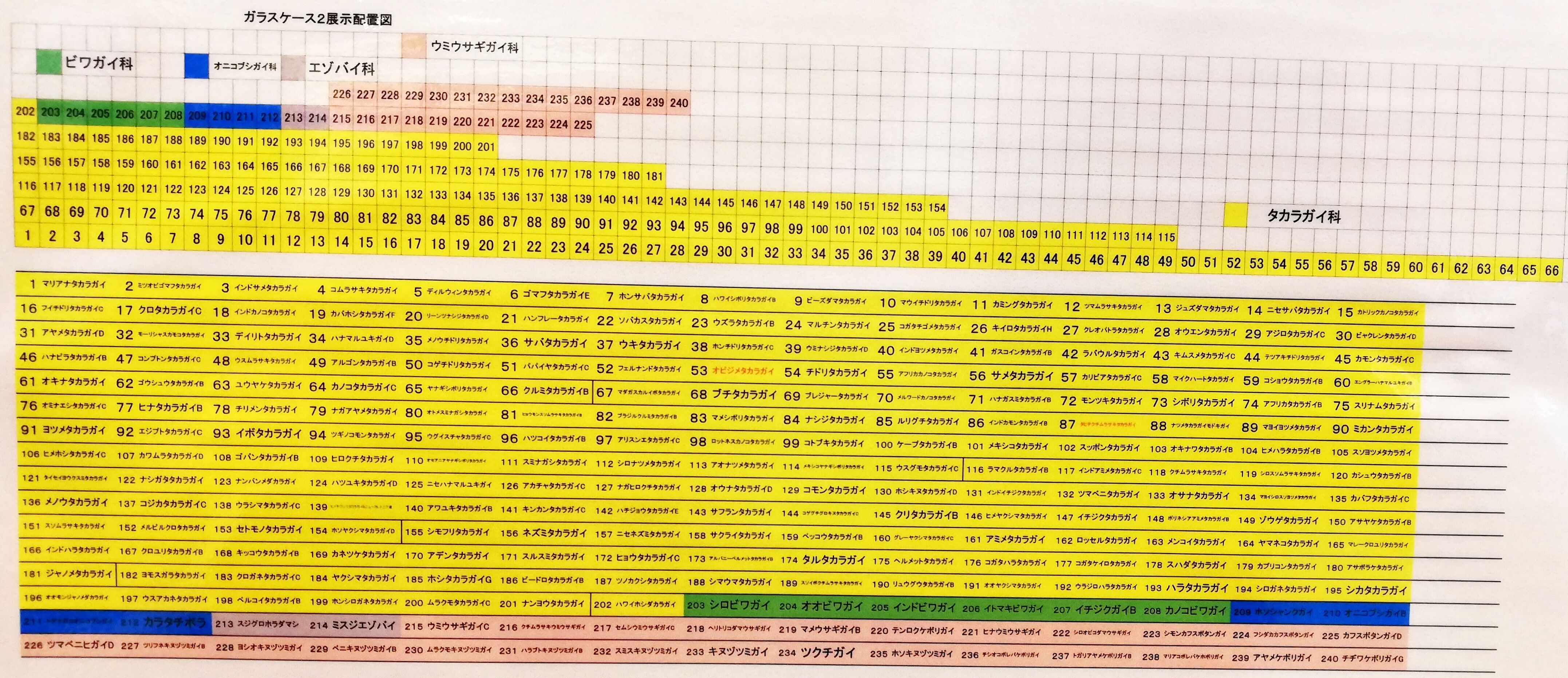 タカラガイ 貝がら拾ったら調べよう
