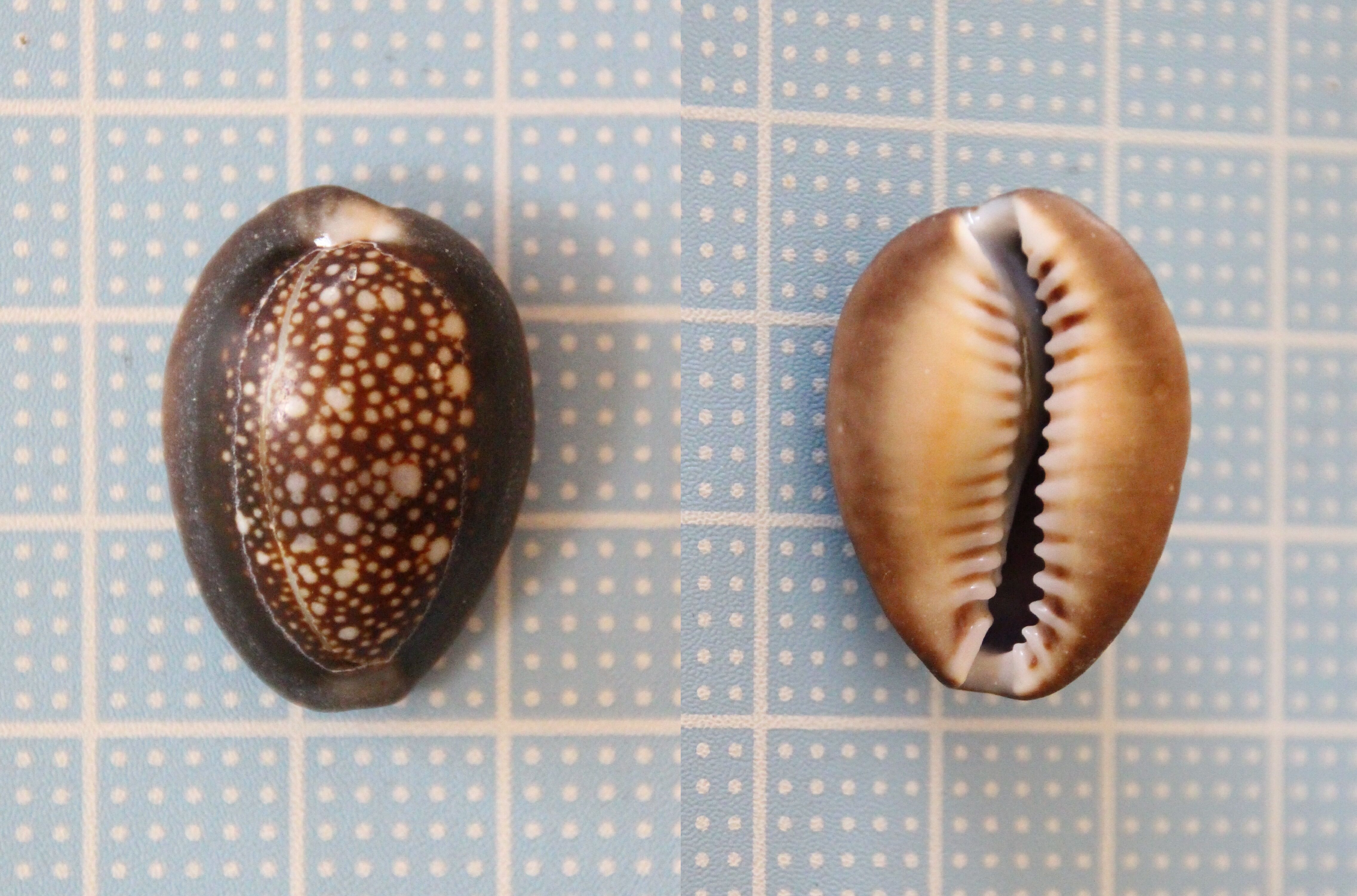 和田長浜海岸２ ハナマルユキ 成貝 亜成貝 貝がら拾ったら調べよう