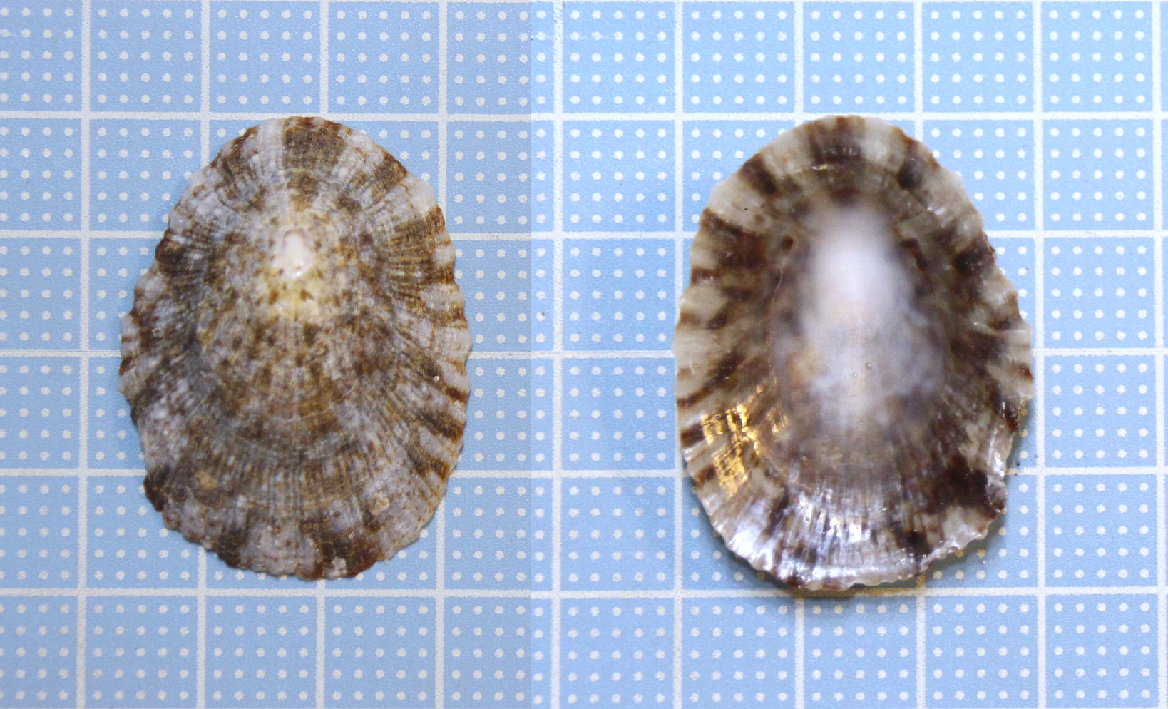 走水海岸1＜ヨメガカサ・カモガイ＞ : 貝がら拾ったら調べよう♪