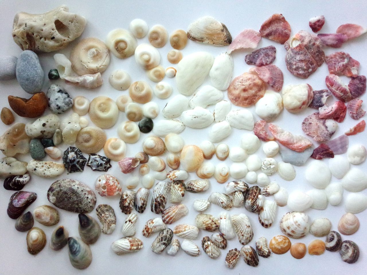 和田長浜海岸１ サザエ サザエのフタ 貝がら拾ったら調べよう