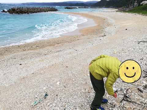 大宜味海岸 ヒメホラダマシ 貝がら拾ったら調べよう