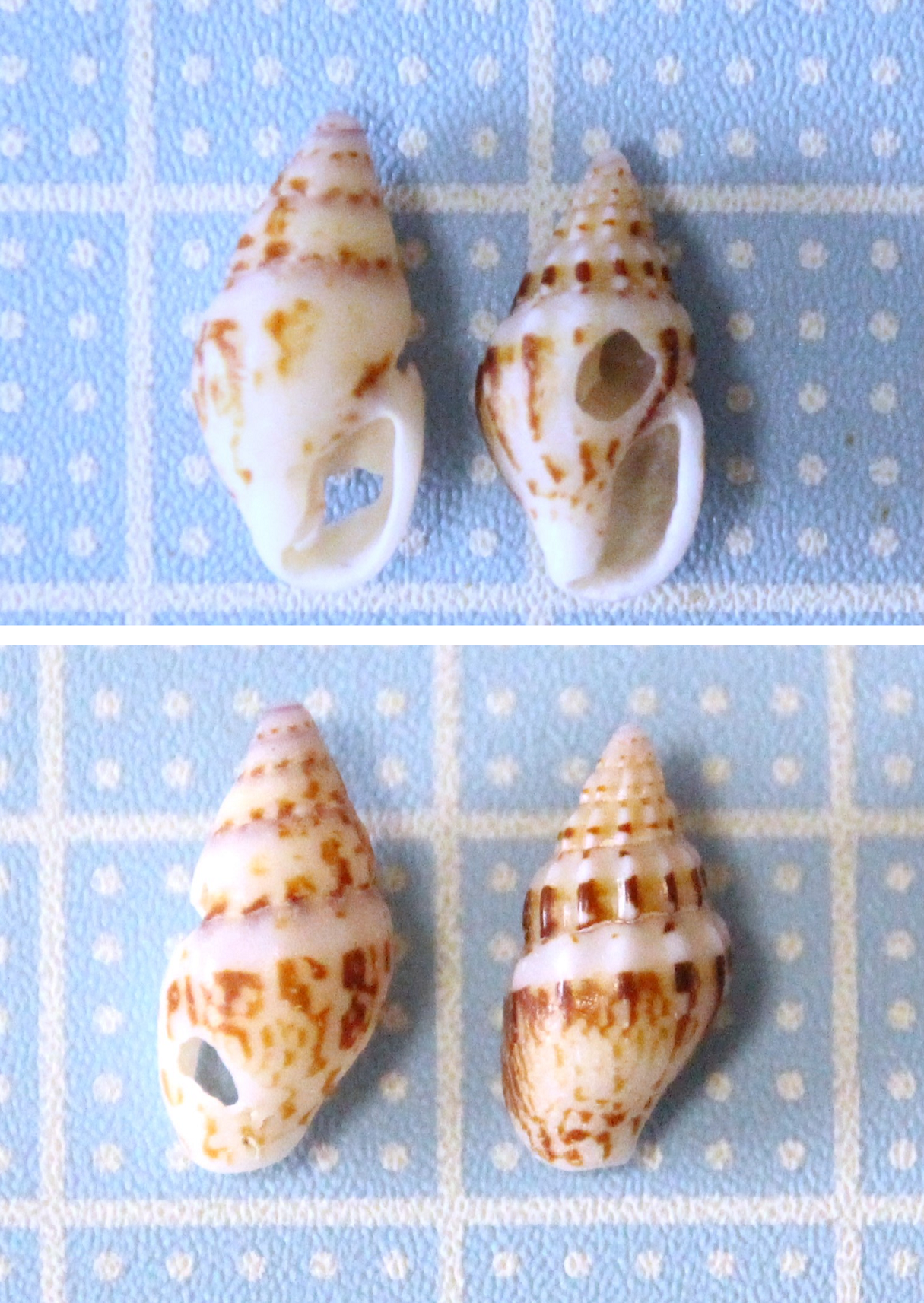 和田長浜海岸1＜フトコロガイ・ボサツガイ・マツムシ・ハナチグサ