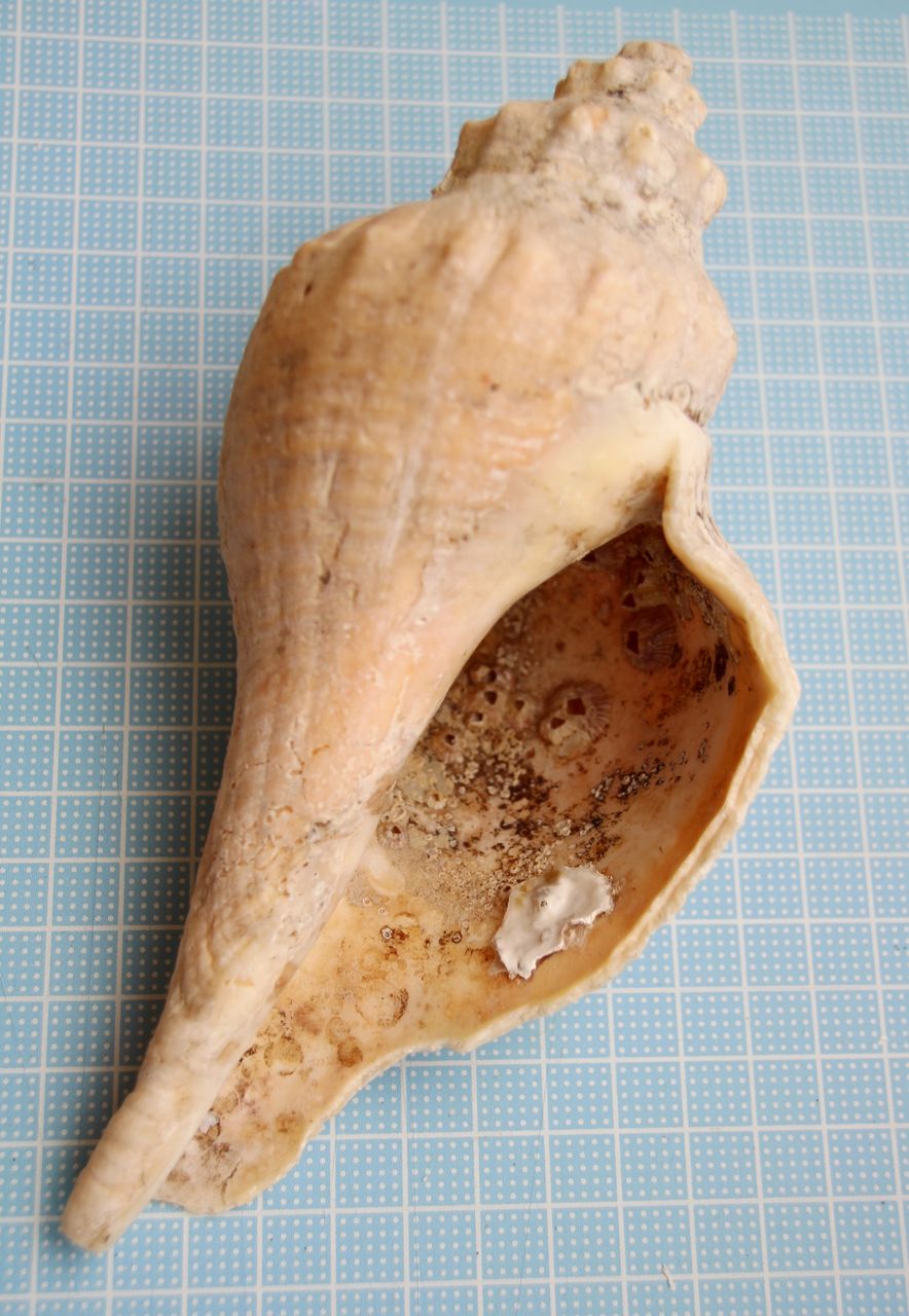 津久井浜海岸１ テングニシ テングガイ ボウシュウボラ 貝がら拾ったら調べよう