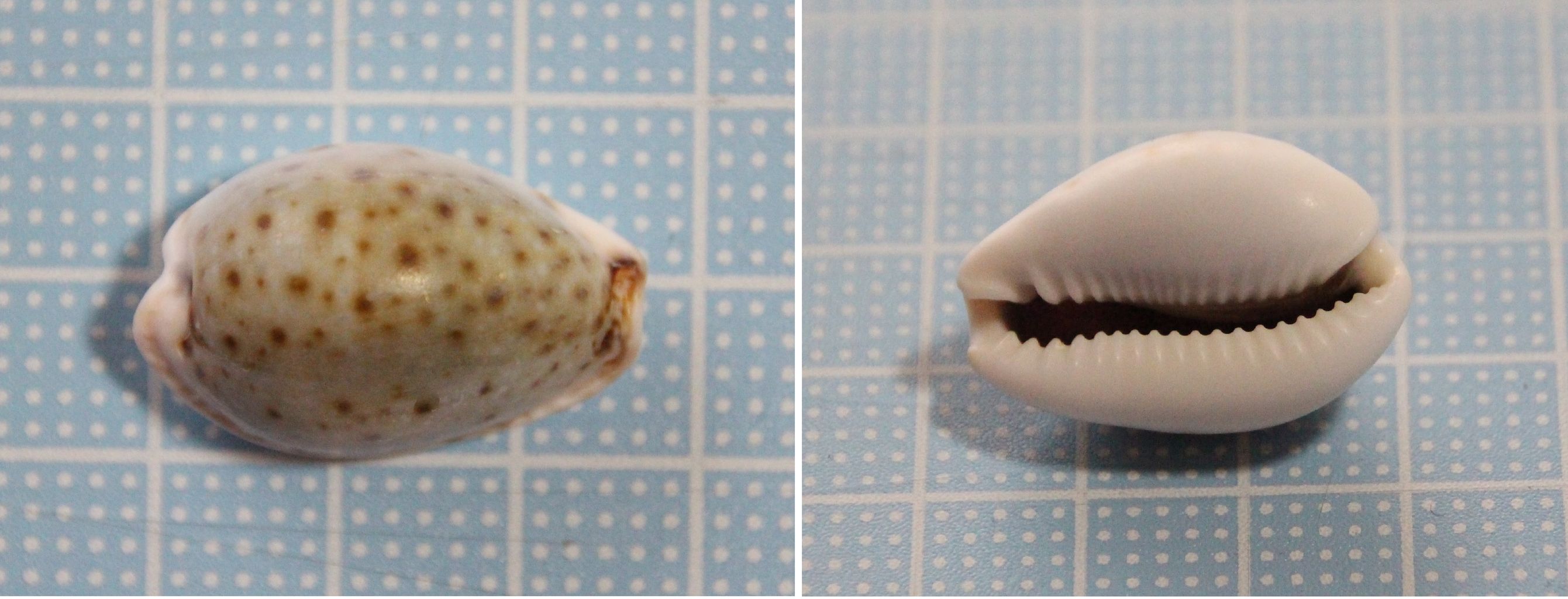 和田長浜海岸2 オミナエシダカラ シボリダカラ コモンダカラ ナシジダカラ 貝がら拾ったら調べよう 和田長浜海岸2 オミナエシダカラ シボリダカラ コモンダカラ ナシジダカラ 貝がら拾ったら調べよう