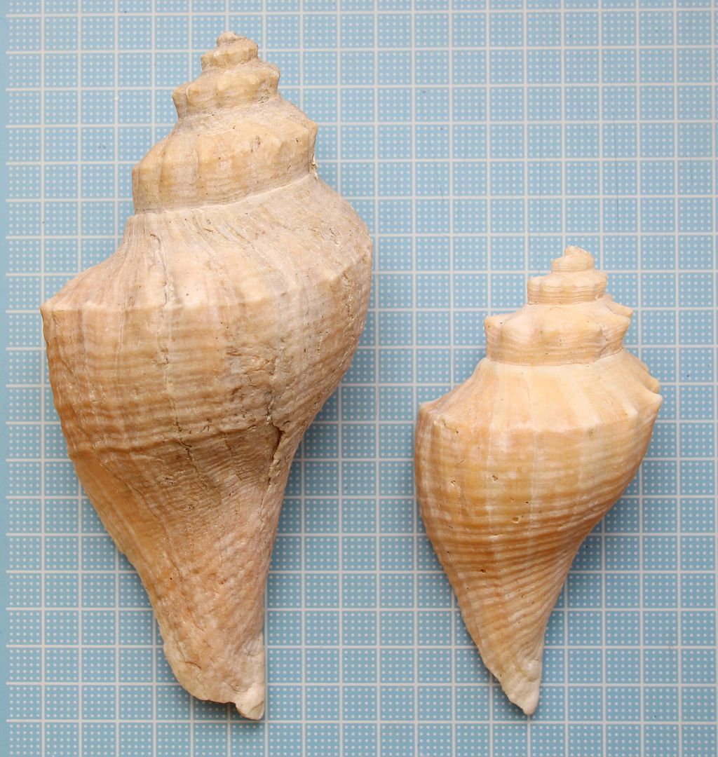 津久井浜海岸１ テングニシ テングガイ ボウシュウボラ 貝がら拾ったら調べよう