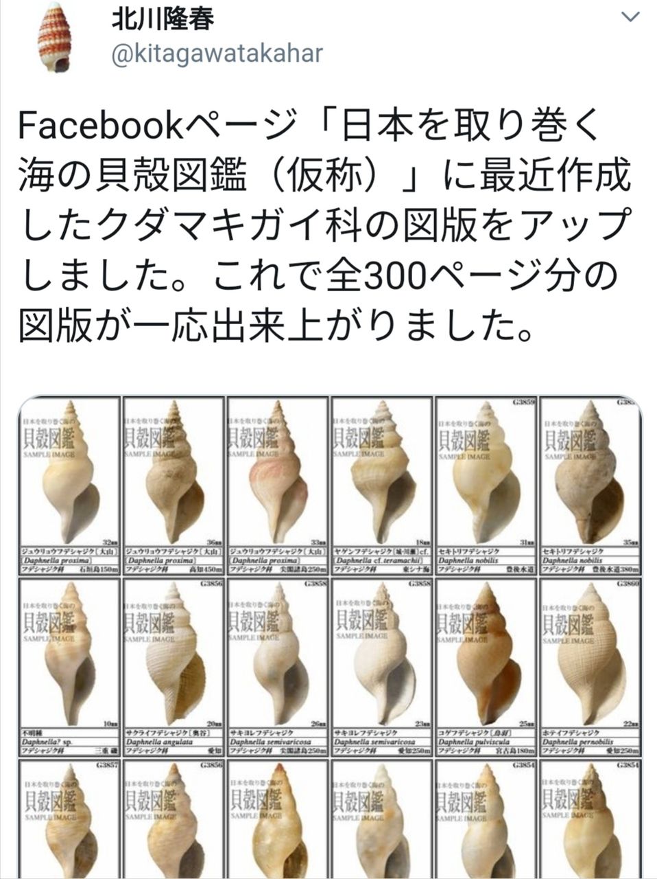 ここでニュースです 貝がら拾ったら調べよう